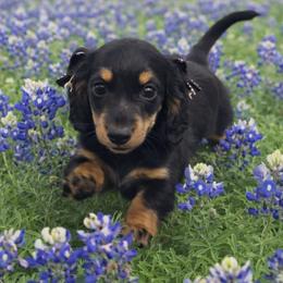 Dolly - Black and tan female Dachshund puppy in Austin, Texas from Glorious Minis