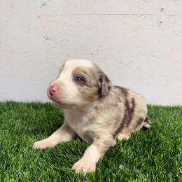 Jesse James - Red merle male Australian Shepherd puppy in Smithfield, Utah from C&C Ranch
