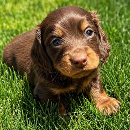 Hershey - Chocolate and tan male Dachshund puppy in Salem, Oregon from Longdox Mini Dachshunds