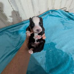Snoop Dog - Black tri male Miniature Australian Shepherd puppy in Lufkin, Texas from Texas Lil Cowdogs