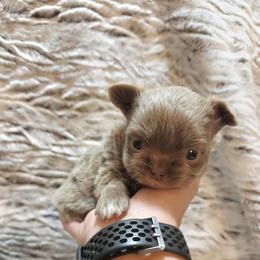 Lilac white markings - Chocolate blue female Chihuahua puppy in Richmond, Virginia from Breens