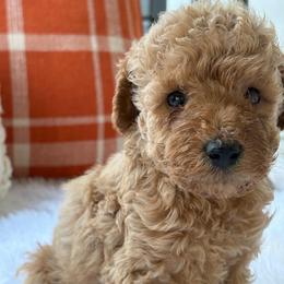 Oakley - Cream male Poodle puppy in Chesnee, South Carolina from Megan’s Spoiled Standards