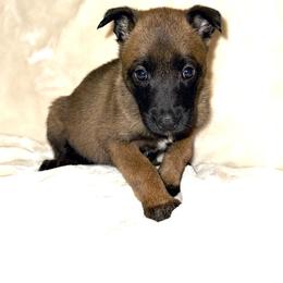Purple Collar - Fawn female Belgian Malinois puppy in Trenton, Georgia from Laeknir K9