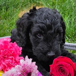 Goldendoodles from Lucy's Golden Doodles