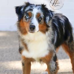 Apple - Miniature Australian Shepherd