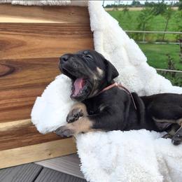Joker - Black female Great Dane puppy in Arpin, Wisconsin from Arpin Great Danes