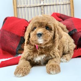 Sissy Genetic Clear-OFA parents - Red female Cavapoo puppy in Falmouth, Michigan from Dyer Lake Newfoundland’s