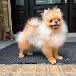 Mochi - Red male Pomeranian puppy in Millstone Township, New Jersey from Couture_frenchies_and_pomeranian