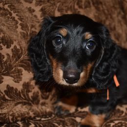Dachshunds from Emily’s Dachshund Puppies