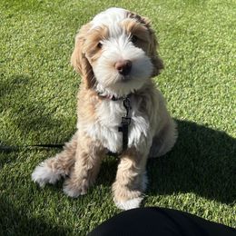 Journey - Red female Bernedoodle puppy in Surprise, Arizona from Huckleberry Doodles