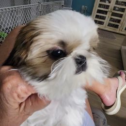 Girl 2 - Shih Tzu puppy in Mount Dora, Florida from Journie Shih Tzu