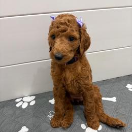Peach collar - Red  female Poodle puppy in San Benito, Texas from Irene's Poodles