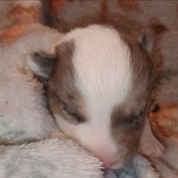 Girl 2 - Blue merle and white female American Corgi puppy in Pioneer, Michigan from Country Corners Corgis