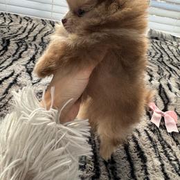 Freckle - Chocolate merle female Pomeranian puppy in Grand Prairie, Texas from D’ Pomlovers