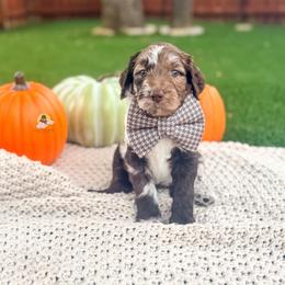 Logan - Merle male Goldendoodle puppy in Dallas County, Texas from Dream A Little Doodle