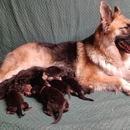 Shiloh Shepherd Puppies from Orchard Hills Shilohs