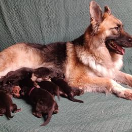 Shiloh Shepherd Puppies from Orchard Hills Shilohs