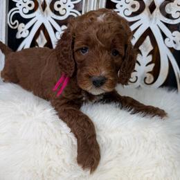 Lady SuperNova - Red  female Poodle puppy in Plainwell, Michigan from Northern Heart Standards