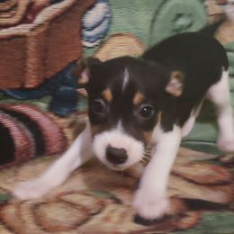 Peg - Black tan and white female Rat Terrier puppy in Conroe, Texas from Mysthaven Rat Terriers
