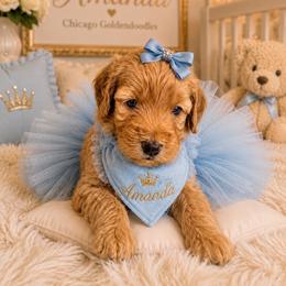Amanda - Apricot female Goldendoodle puppy in Aurora, Illinois from Chicago Goldendoodles