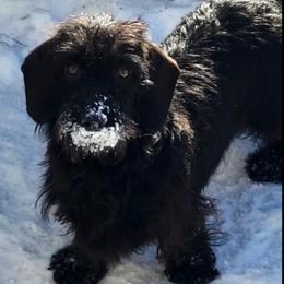 Rosie - Dachshund