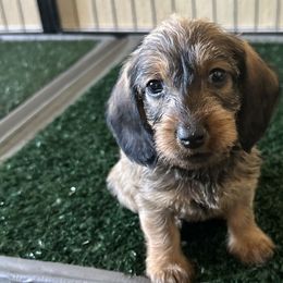 Aqua Collar Girl - Dachshund puppy from HighStyle Dachshunds