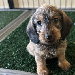 Aqua Collar Girl - Dachshund puppy from HighStyle Dachshunds