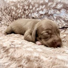 Female 3 - Chocolate and tan female Dachshund puppy in El Campo, Texas from Creamer Creek Kennel