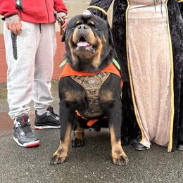 Smokey - Rottweiler