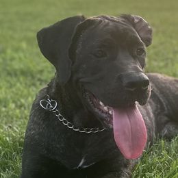 Slim - Black brindle female Cane Corso puppy in Conroe, Texas from Miracle City