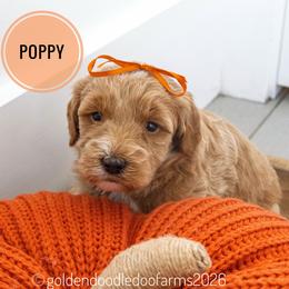 Poppy - Caramel ice female Golden Aussiedoodle puppy in Hyrum, Utah from Goldendoodledoo Farms