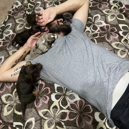 Dachshund Puppies from Honey Creek Doxies