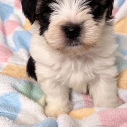 Boots 2000 ckc - Parti male Yorkshire Terrier puppy in Gastonia, North Carolina from Banks Dynasty Kennel