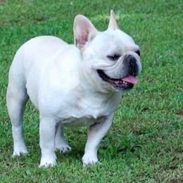 Boston Terrier and French Bulldog Puppies from JohnLee’s Boston’s and French Bulldogs