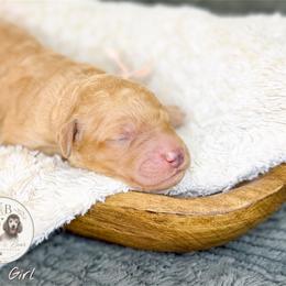 Pink Girl - Cream female Goldendoodle puppy in Carthage, Tennessee from Willows Doodles