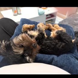 Yorkshire Terrier puppies from North Idaho Yorkies