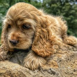 American Corgi, Basset Hound, and Cocker Spaniel Puppies from Oak Hollow Farms