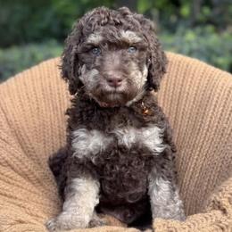 Ben - Phantom male Poodle puppy in Tunnel Hill, Georgia from Good Friend Poodles