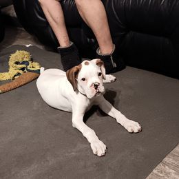 Ch bloodline (Malik) - White male Boxer puppy in Morriston, Florida from Like The Wind Boxers