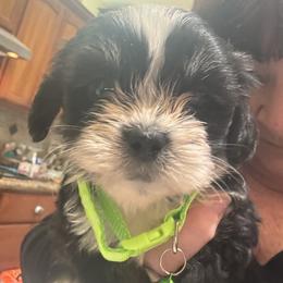 Akc Girl 6  Hot Green collar girl - Parti female Lhasa Apso puppy in Chico, California from Lhasa Apsos of northern Ca . Biewer terriers of northern California