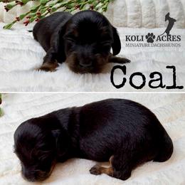Coal - Black and tan male Dachshund puppy in Kemp, Texas from Koli Acres