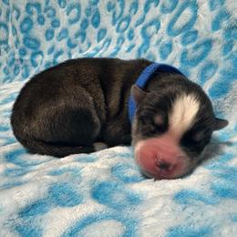 AKC Flint - Black and white male Siberian Husky puppy in Centreville, Maryland from Huskies By the Bay