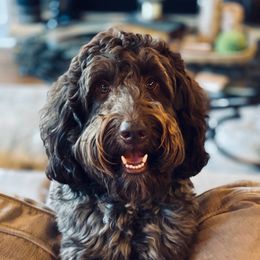 Quincy - Australian Labradoodle
