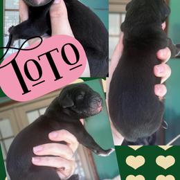 TOTO - Black female Great Dane puppy in Wellsville, New York from Prophecy Danes