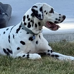 Dino - Dalmatian
