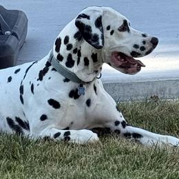 Dino - Dalmatian