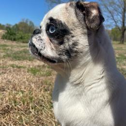Jenny - Brindle female Pug puppy in Hanover, Virginia from Pure Pugs