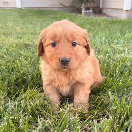 Yellow - Dark golden female Golden Retriever puppy in Mountain Home, Idaho from Poppy's Garden Golden Retrievers