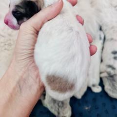 Sable Badger - Colorado Mountain Dog puppy from Stormy Heights Homestead