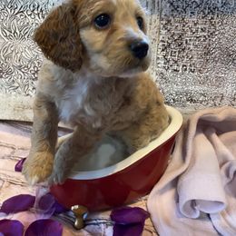 Cockapoo Puppies from Country J Canines